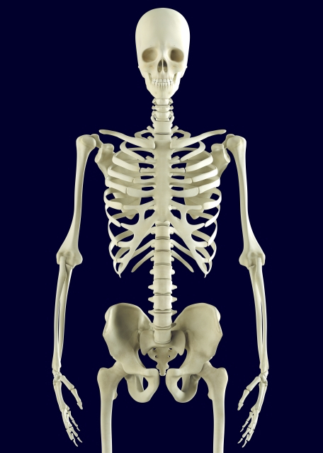 骨格標本の写真