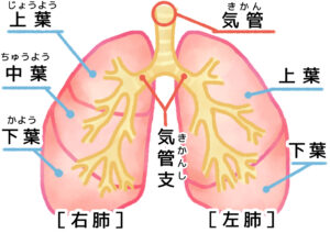 肺の模式イラスト