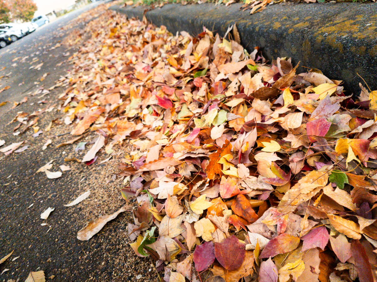 落ち葉