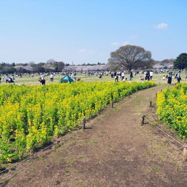 国営昭和記念公園