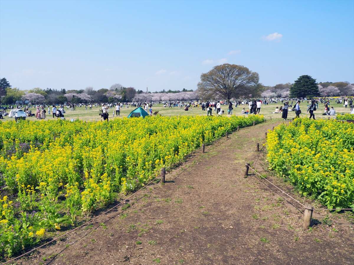 国営昭和記念公園
