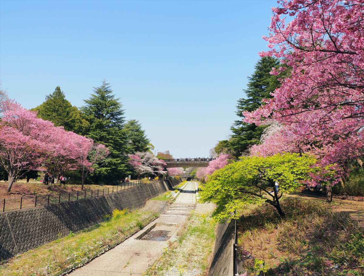 国営昭和記念公園