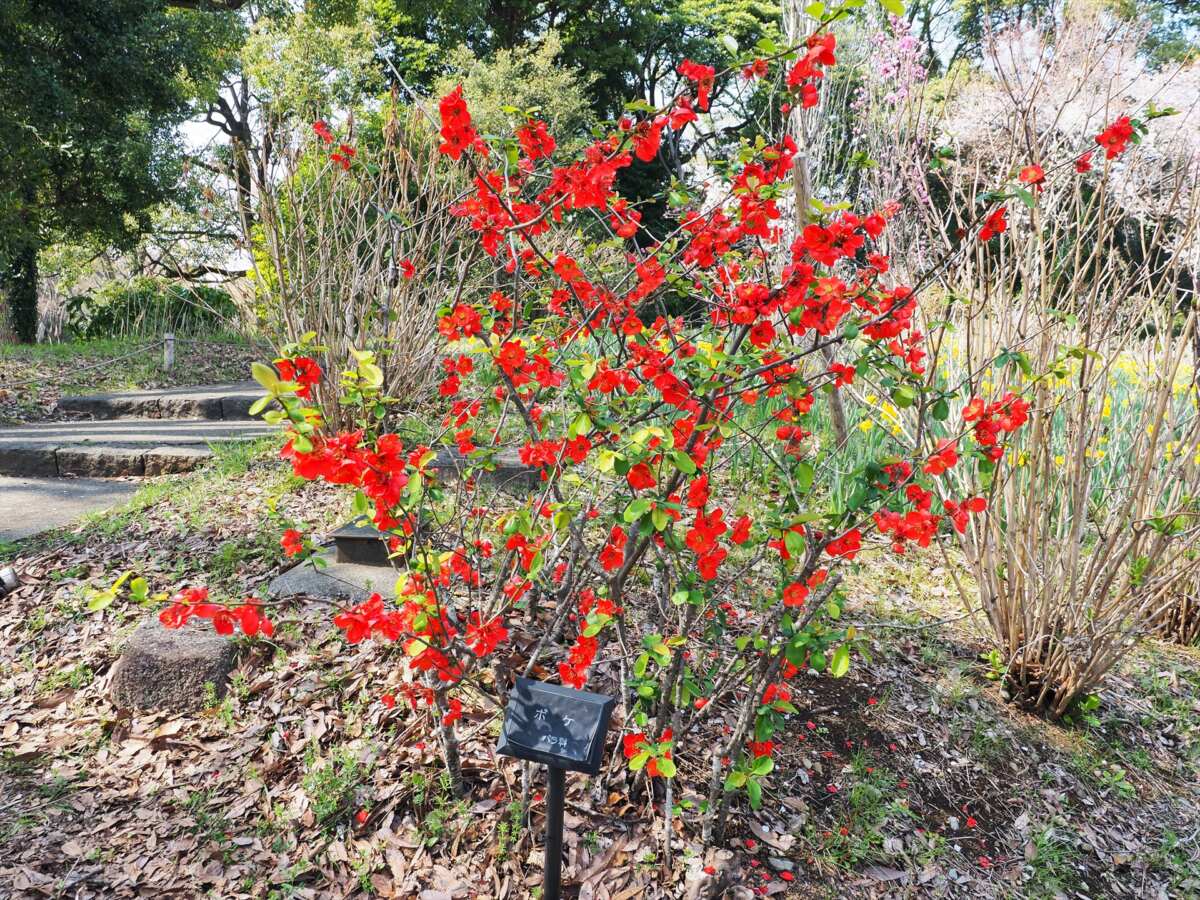 国営昭和記念公園