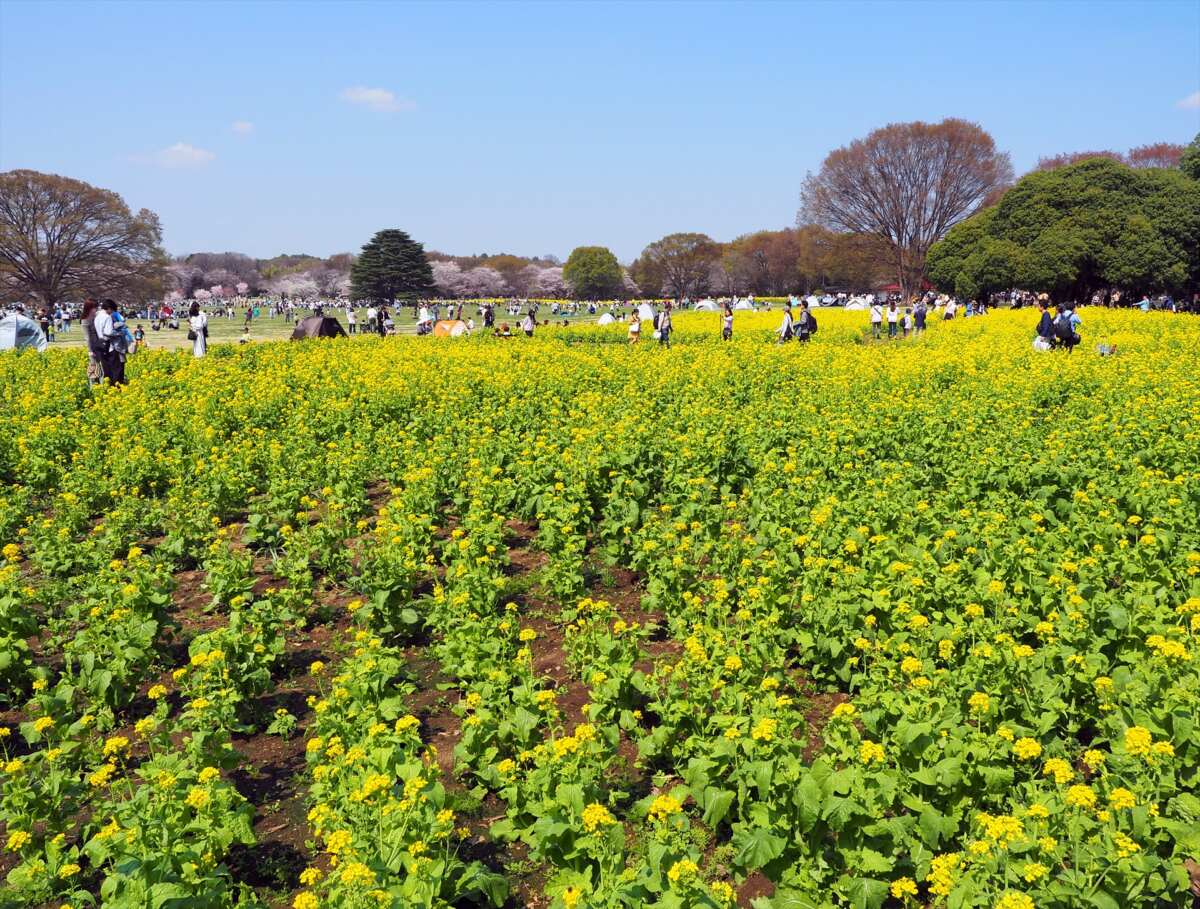 国営昭和記念公園