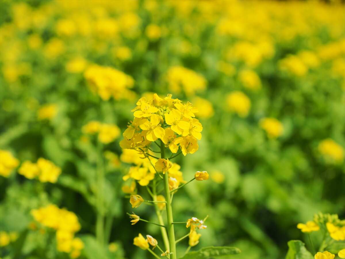 国営昭和記念公園