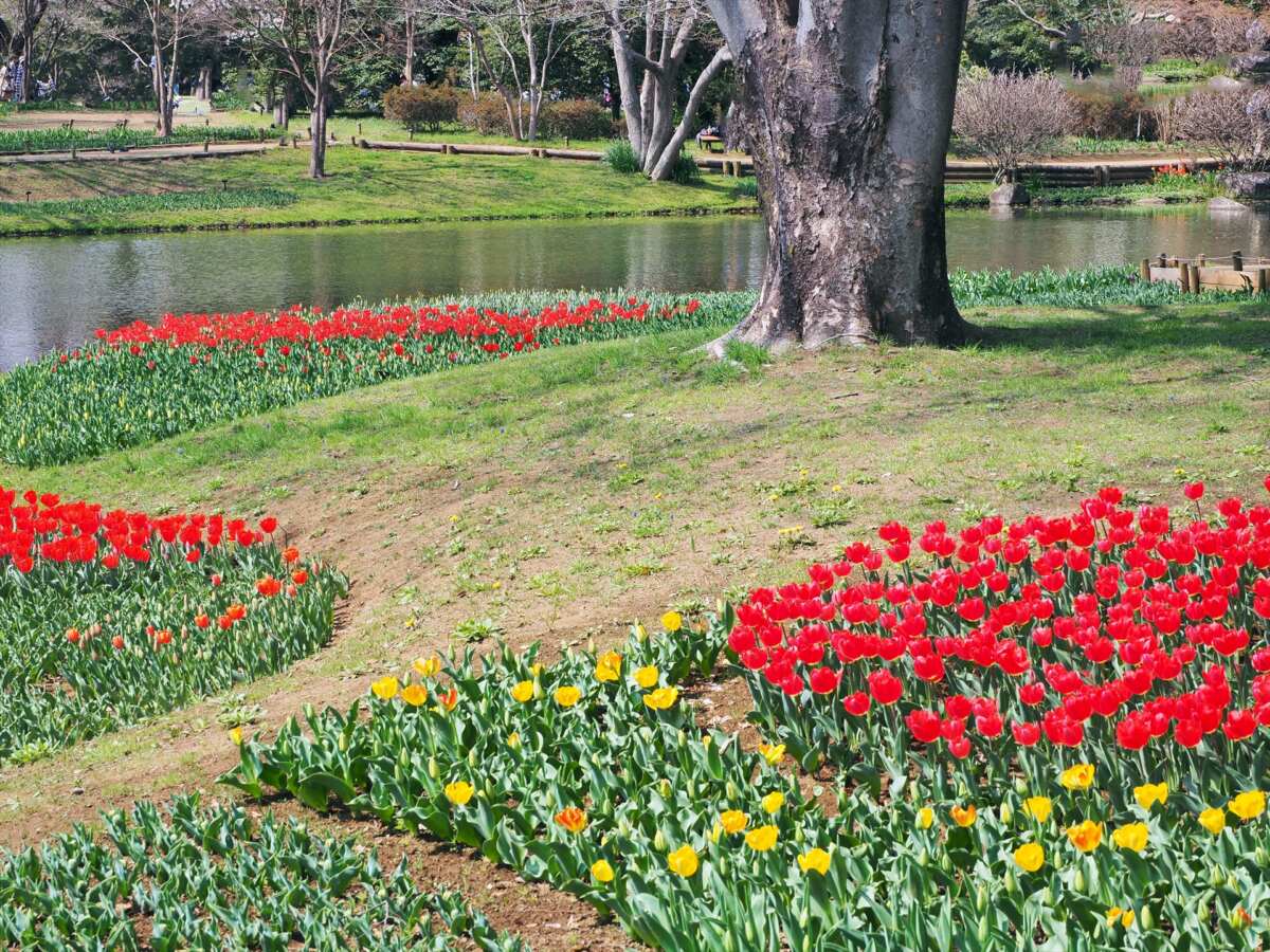 国営昭和記念公園