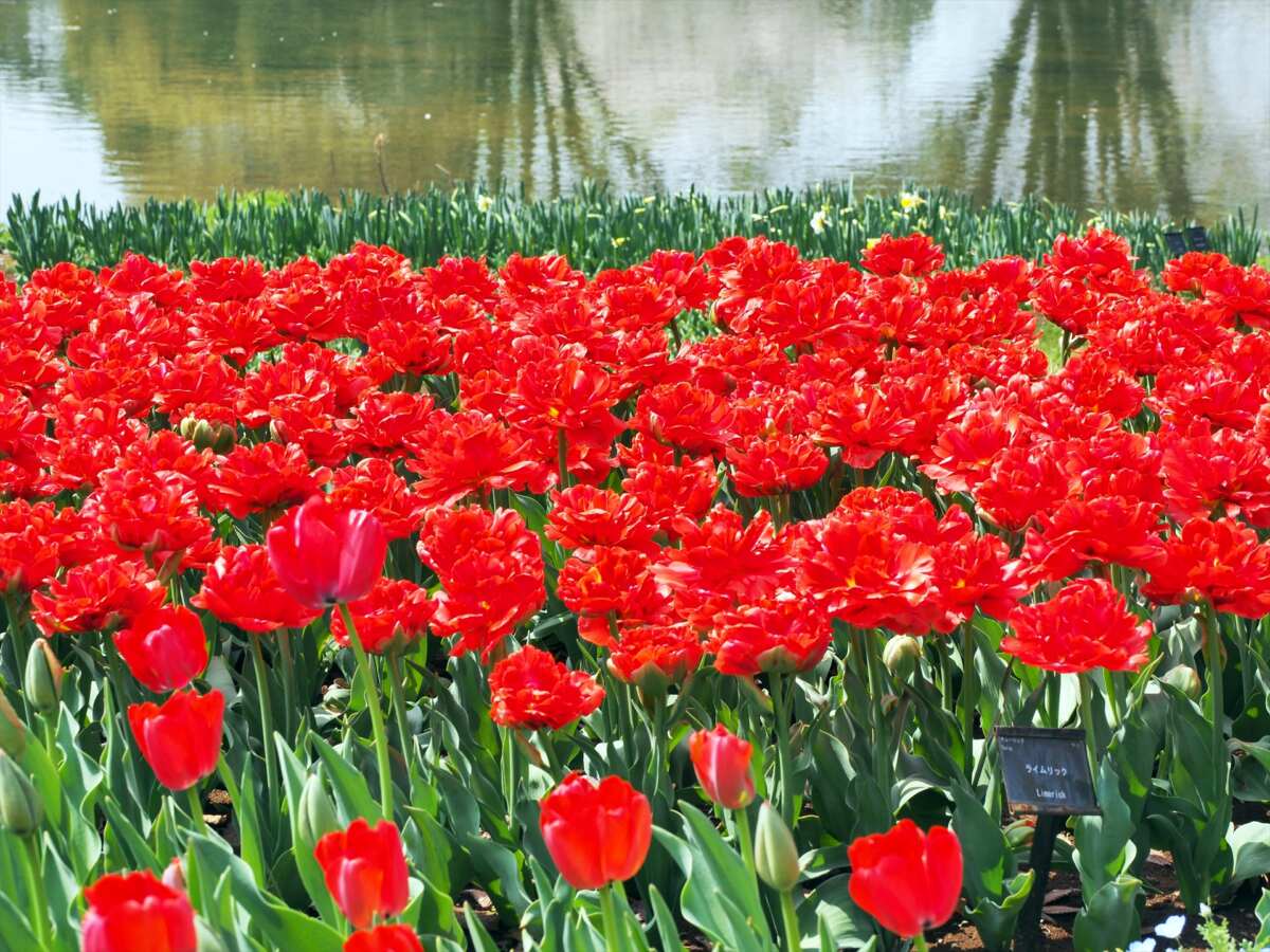 国営昭和記念公園