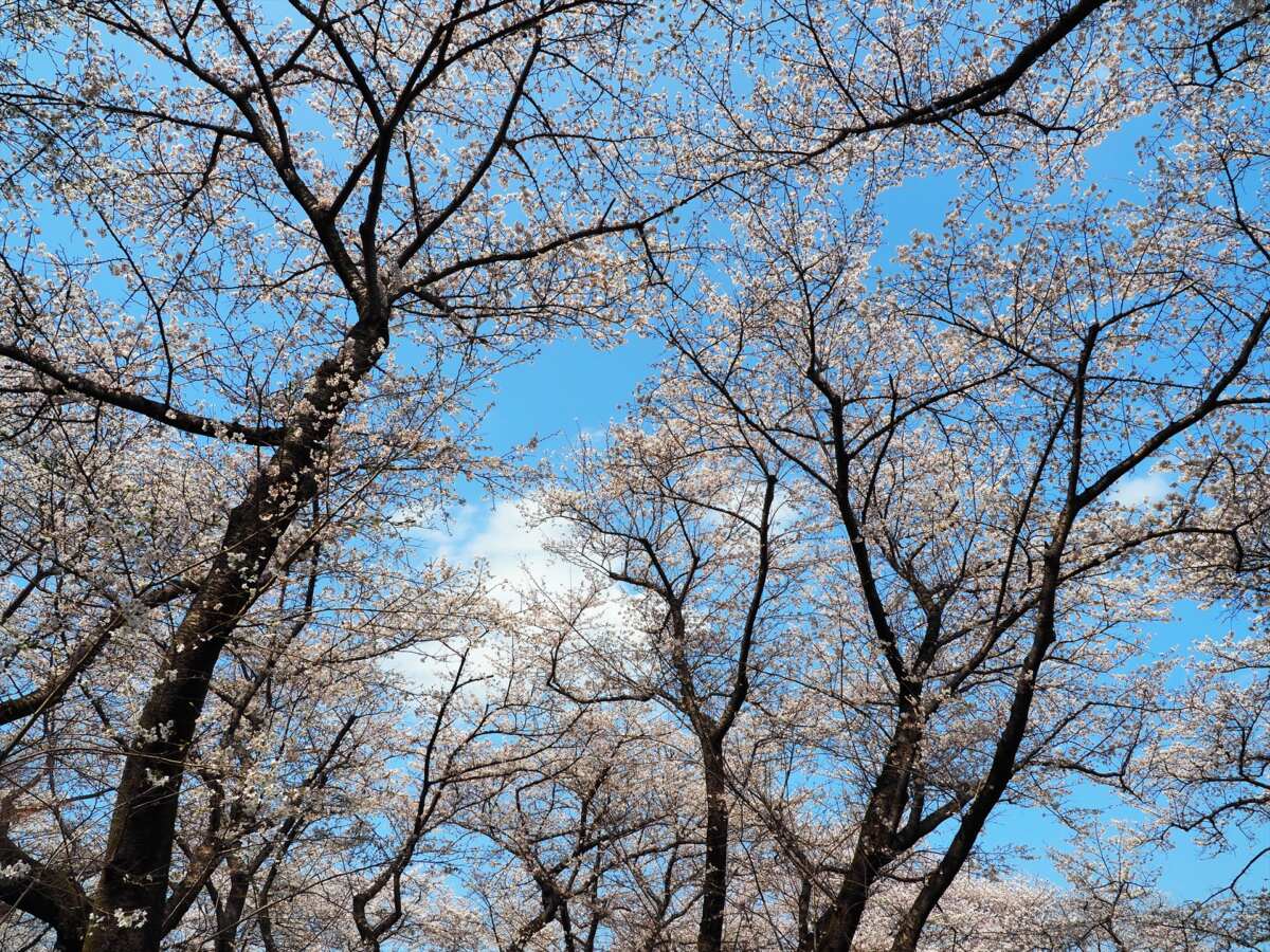 国営昭和記念公園