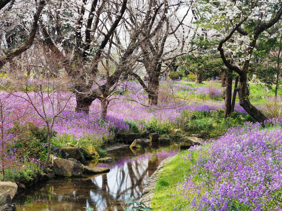 国営昭和記念公園