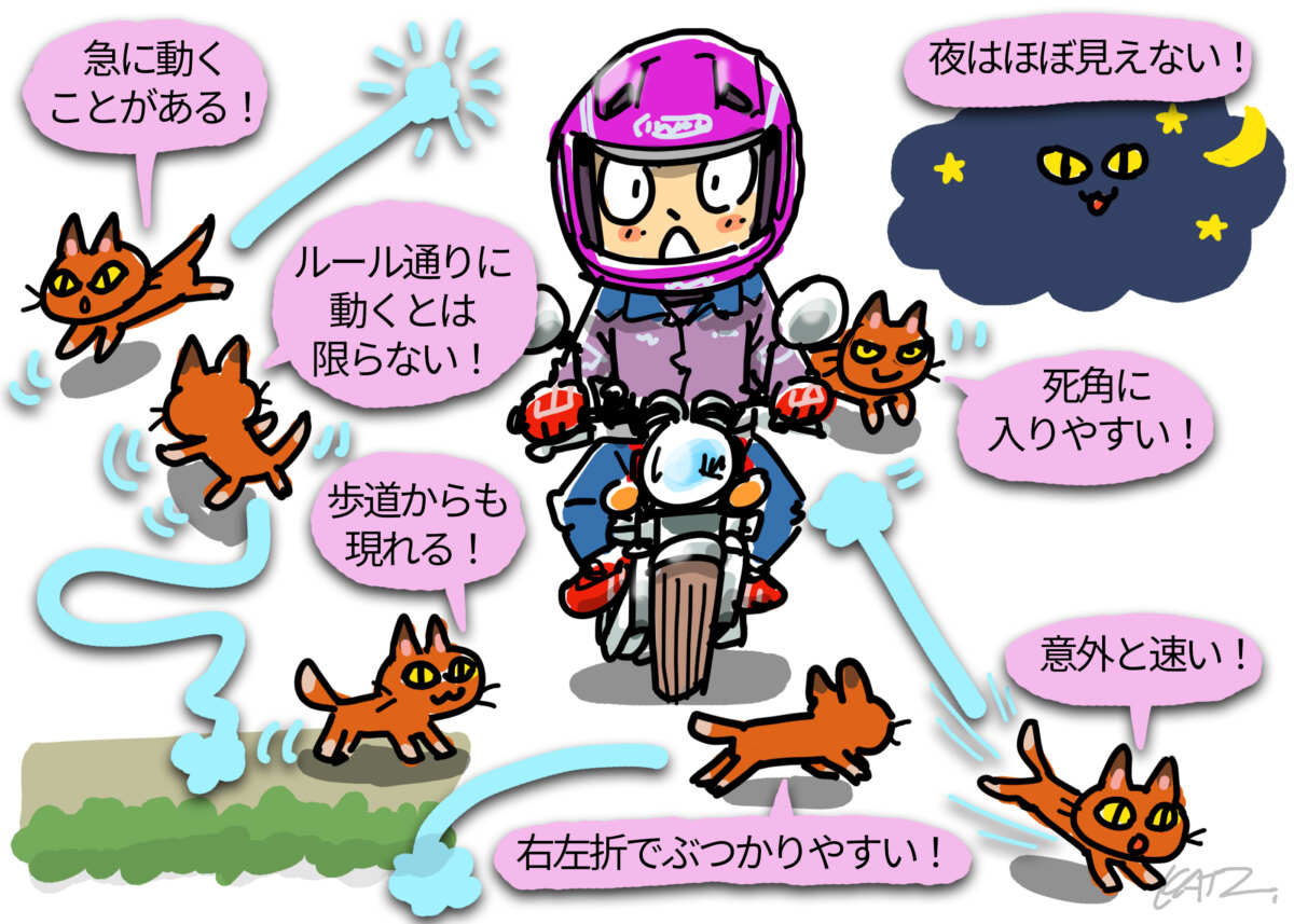 バイク　自転車　猫　注意点