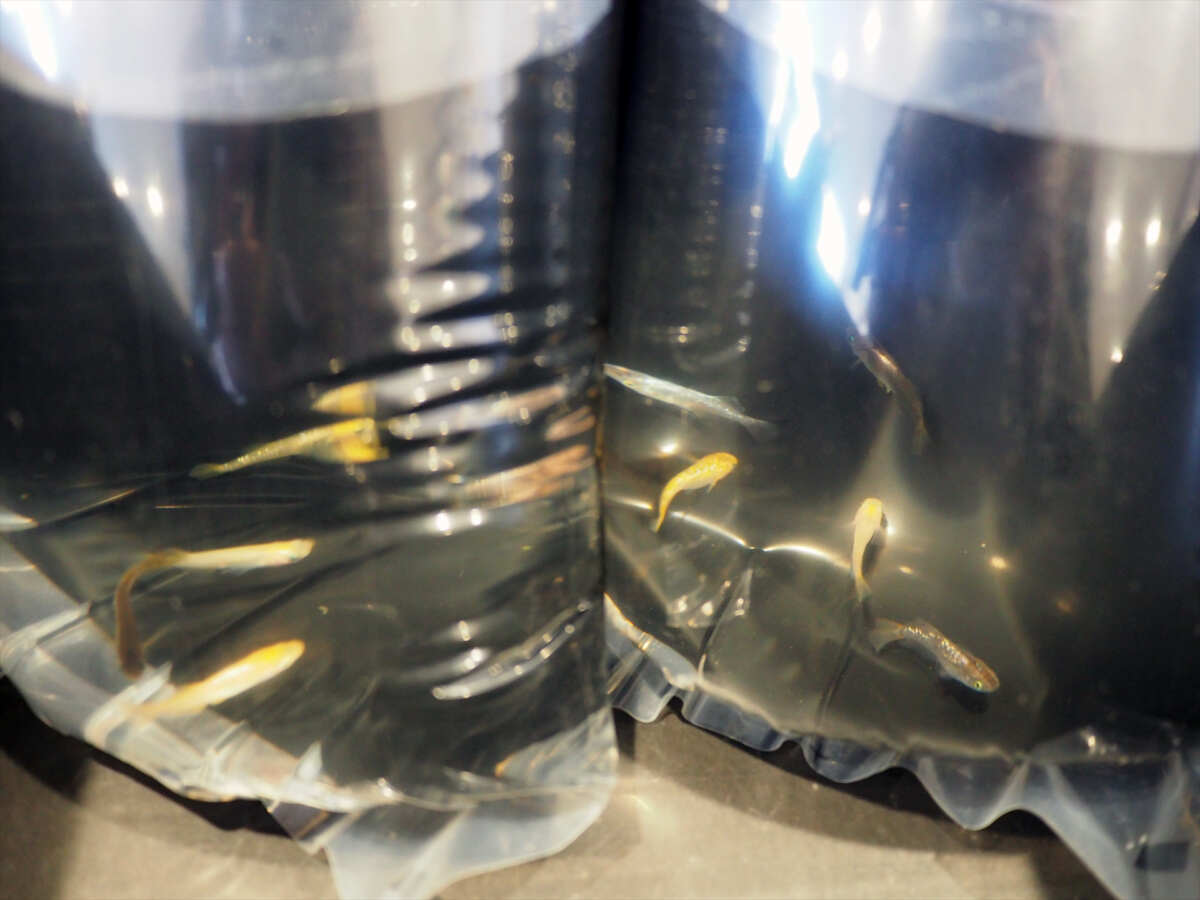 道の駅かぞわたらせ