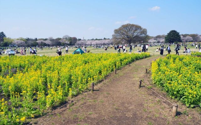 国営昭和記念公園
